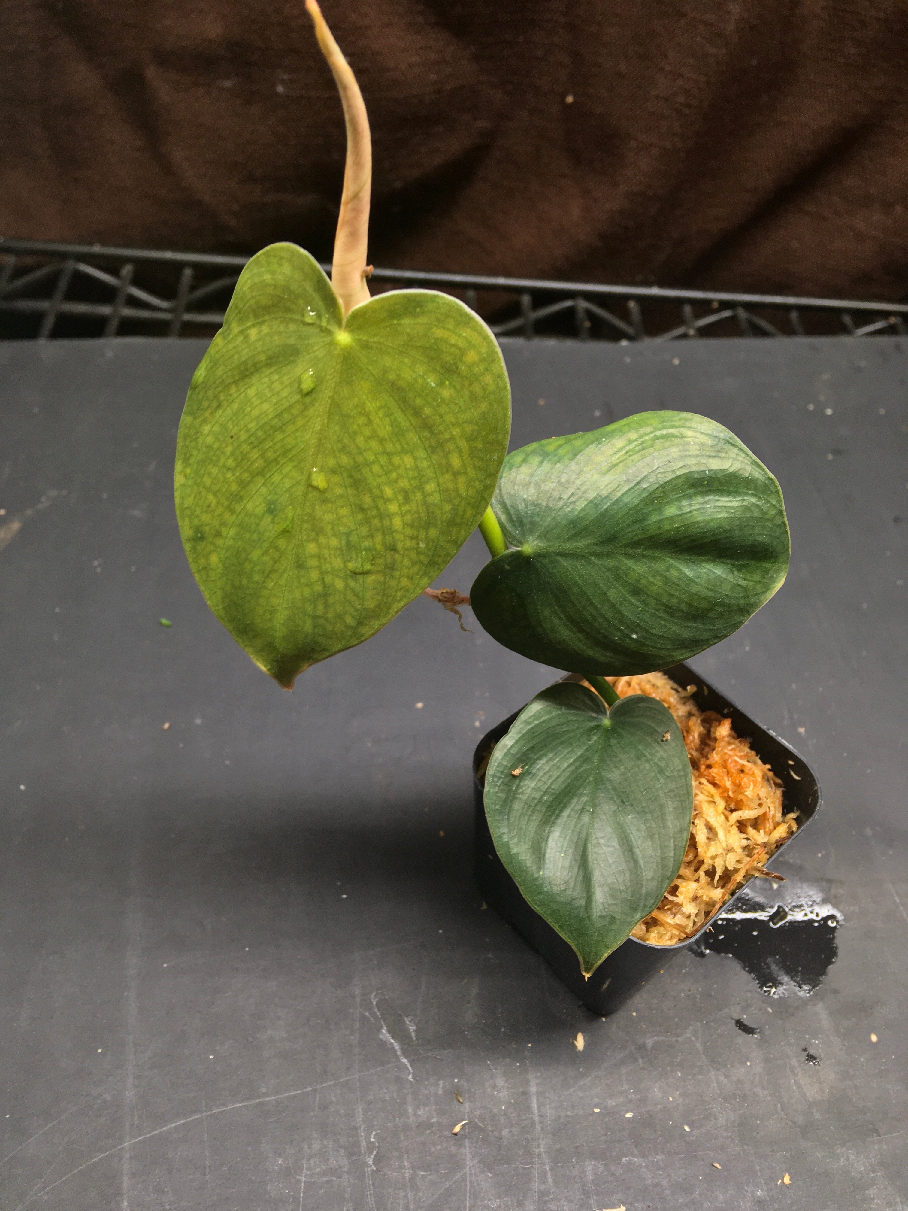 Philodendron werneri mini