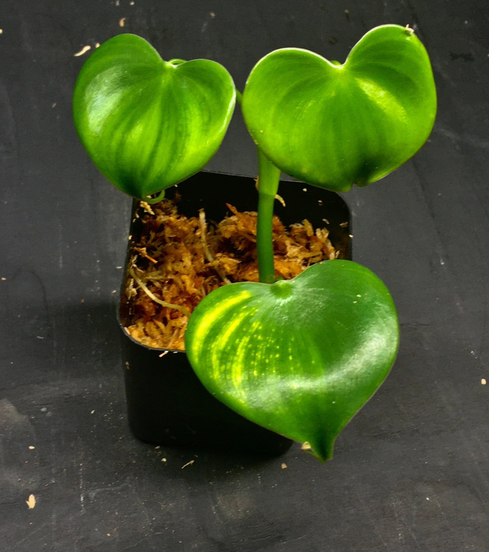 Philodendron grazielae | Full Spectrum Frogs & Vivarium Supplies