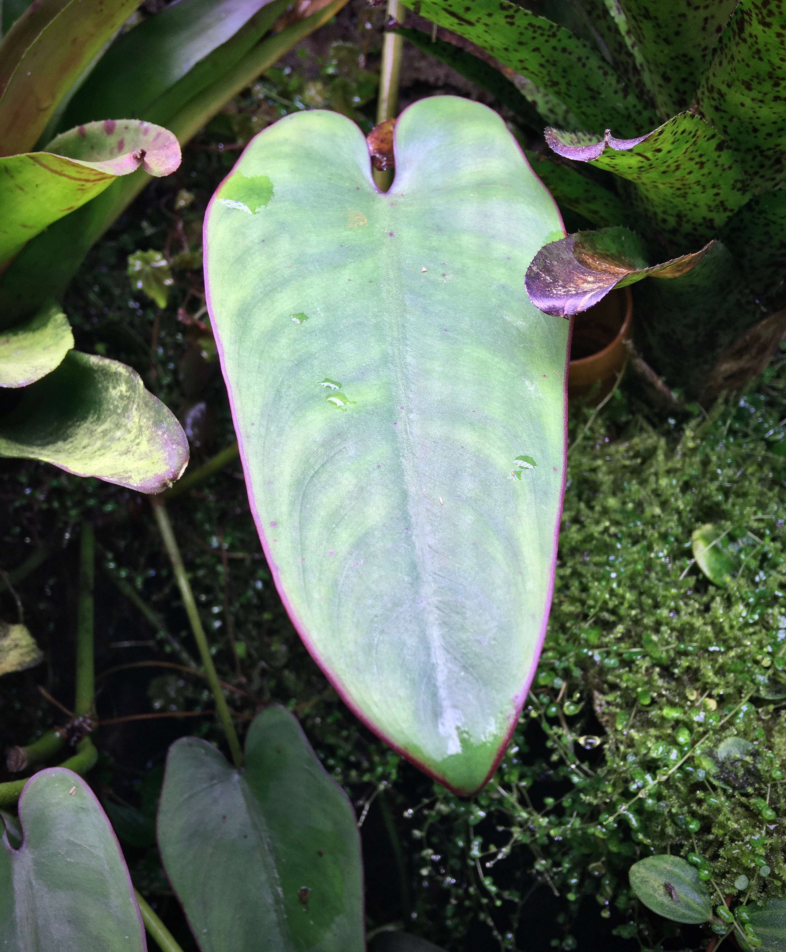 Philodendron recurvifolium